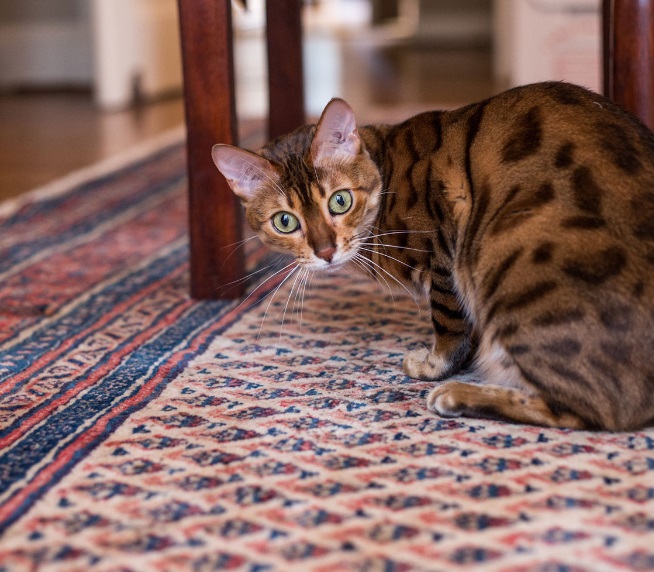 Area Rug Cleaning Albuquerque NM - ThoroClean