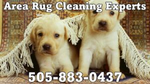 Carpet Cleaning and the New Pet Owner in Albuquerque