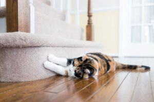Home Carpet Repair Tips