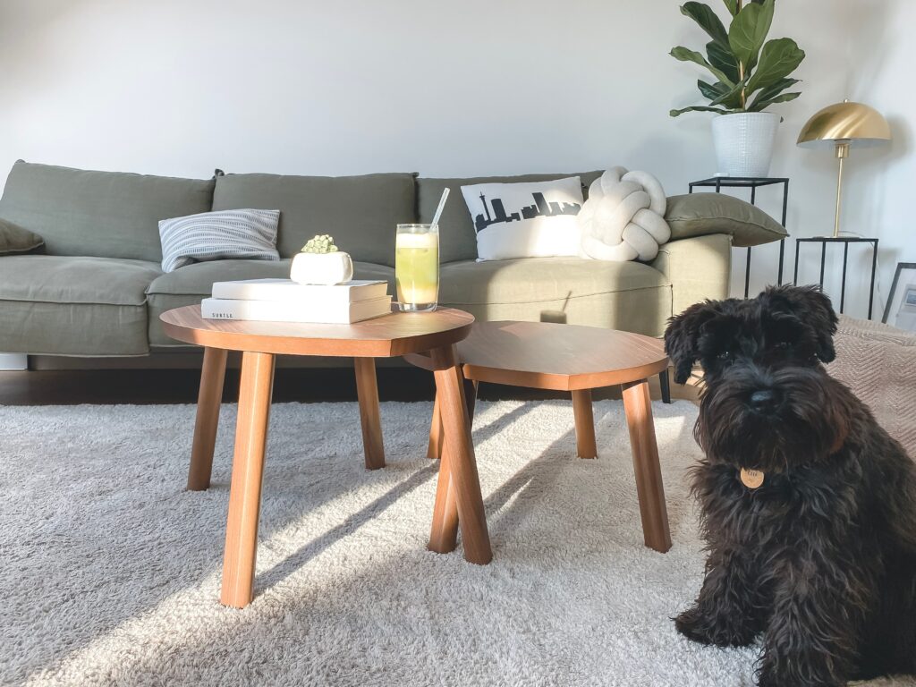How to Successfully Complete DIY Pet Stain Removal from Carpet and Upholstery photo credit - katja-rooke