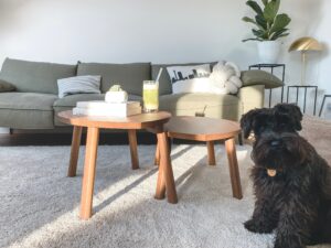 How to Successfully Complete DIY Pet Stain Removal from Carpet and Upholstery photo credit - katja-rooke
