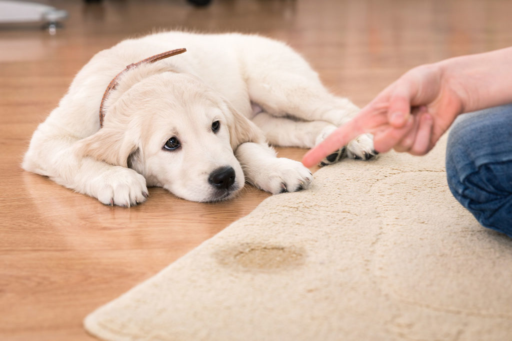 Reasons Using a Professional Pet Stain Removal Service is a Smart Move