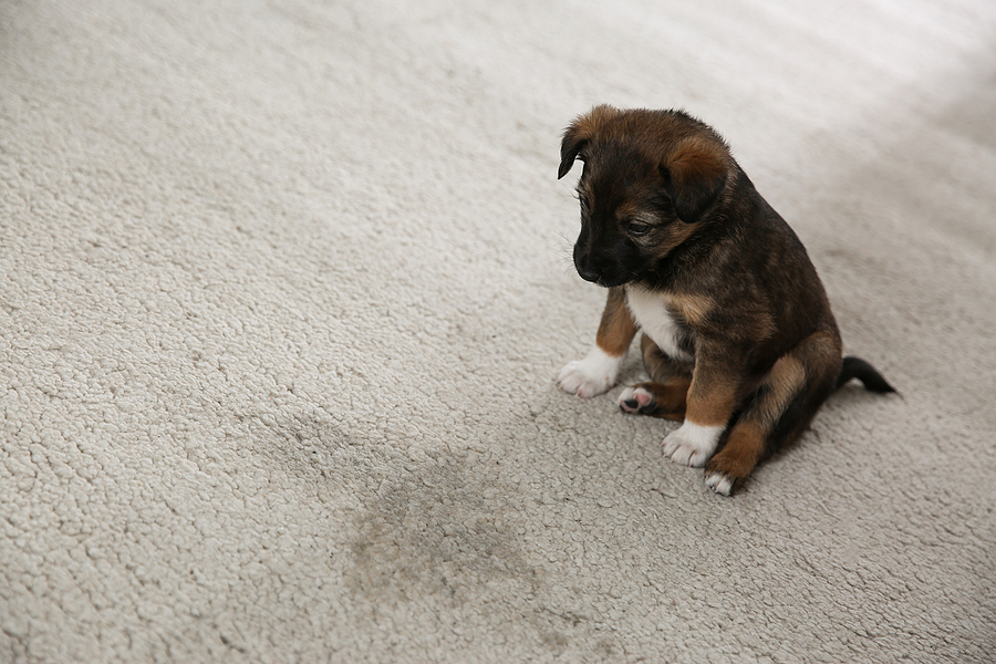 Methods to Remove Dog Urine and Other Carpet Stains and Without the Use of Hard Chemicals