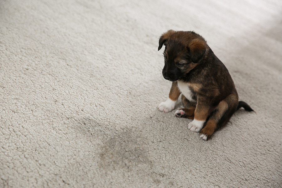 How Do I Get Rid of Dog Smell from My Carpet?