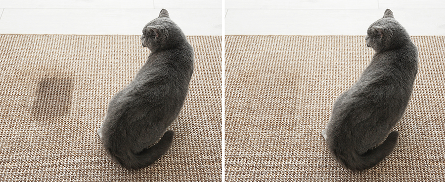 Is Professional Carpet Pet Stain Removal Worth the Money?