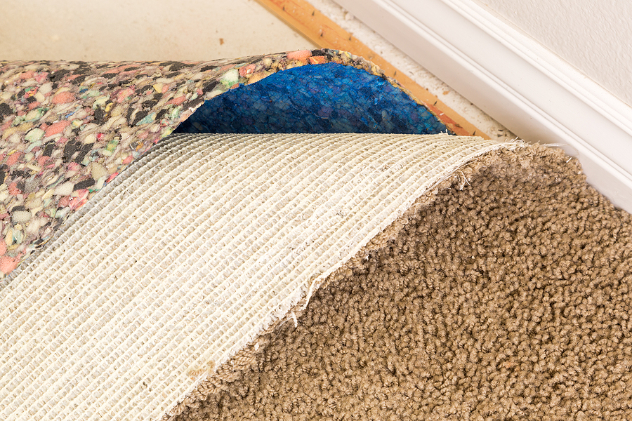 What Potential Germs, Dust, Mold and Bacteria are Living in Your Home’s Carpet by ThoroClean 505-883-0437