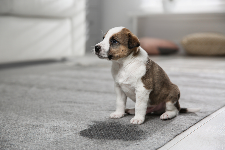 Can Professional Carpet Cleaning Remove Dog Urine from Carpet?